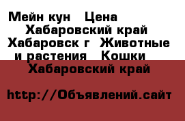 Мейн кун › Цена ­ 25 000 - Хабаровский край, Хабаровск г. Животные и растения » Кошки   . Хабаровский край